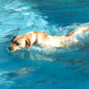 More a mix of Thanksgiving and Halloween (- and Bailey at the swimming baths)