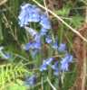pictures of flowers