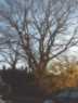 the mighty oak